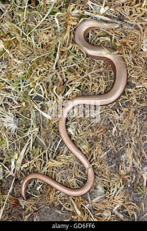 Worm lenta Anguis fragilis femmina Foto Stock