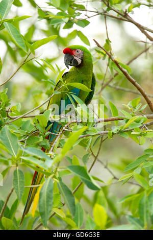 Macaw militare Ara militaris El tuito, Jalisco, Messico 9 giugno adulto Psittacidae Foto Stock