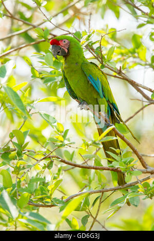 Macaw militare Ara militaris El tuito, Jalisco, Messico 9 giugno adulto Psittacidae Foto Stock