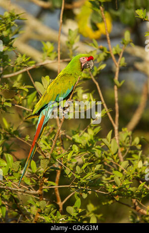 Macaw militare Ara militaris El tuito, Jalisco, Messico 9 giugno adulto Psittacidae Foto Stock