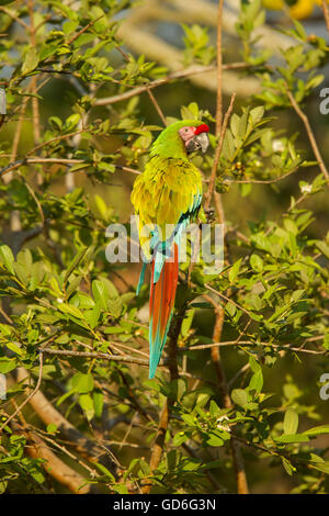 Macaw militare Ara militaris El tuito, Jalisco, Messico 9 giugno adulto Psittacidae Foto Stock