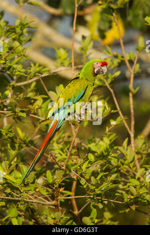 Macaw militare Ara militaris El tuito, Jalisco, Messico 9 giugno adulto Psittacidae Foto Stock