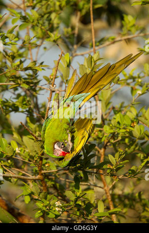 Macaw militare Ara militaris El tuito, Jalisco, Messico 9 giugno adulto Psittacidae Foto Stock