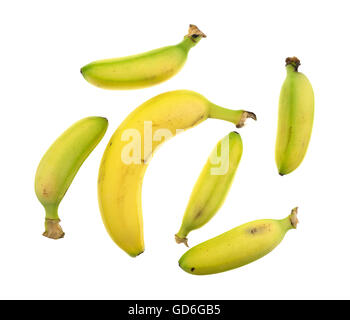 Un gruppo di cinque piccole banane che circonda una dimensione regolare banana isolato su uno sfondo bianco. Foto Stock