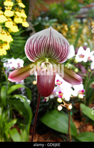 PAPHIOPEDILUM, Lady Slipper Orchid, Foto Stock