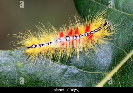 Esotica e colorata di caterpillar West European Sycamore Tarma (Acronicta aceris), che mostra i contrassegni sulla parte posteriore Foto Stock