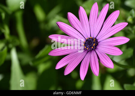 Fiore viola su sfondo verde Foto Stock