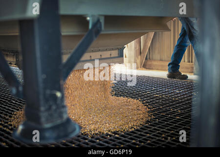 Off mais di caricamento da semi di silos per il grano Foto Stock