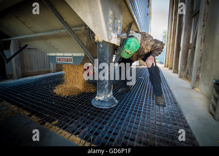 Off mais di caricamento da semi di silos per il grano Foto Stock