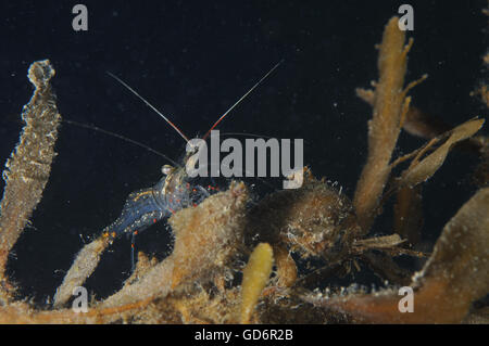 Gamberetti tra alghe marine Foto Stock