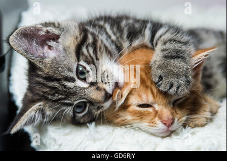 Due gattini coccole Foto Stock