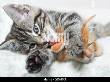 Due gattini coccole Foto Stock