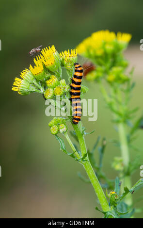 Caterpillar del cinabro tarma (Tyria jacobaeae) sul fiore giallo di erba tossica o Cushag (Jacobaea vulgaris) Foto Stock