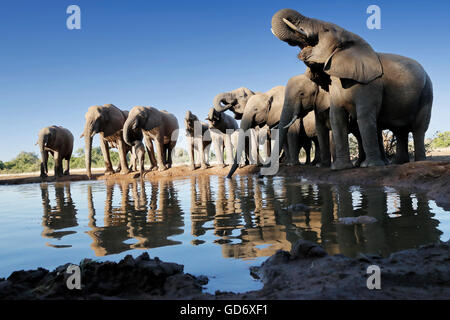 Un gruppo famiglia di elefanti africani bevendo al waterhole, cielo blu. Foto Stock