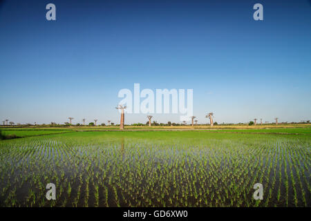 Ricefield e baobab in Avenida de Baobab vicino a Morondava in Madagascar Foto Stock