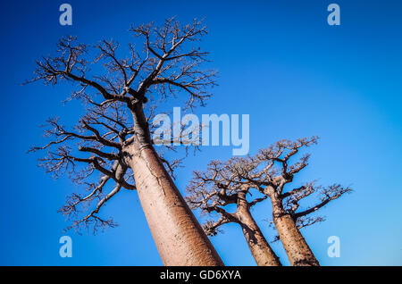 Enorme baobab in Avenida de Baobab in Madagascar Foto Stock