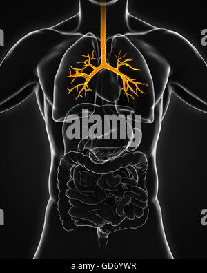 Bronchi umana anatomia Foto Stock
