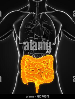 Intestino umano anatomia Foto Stock
