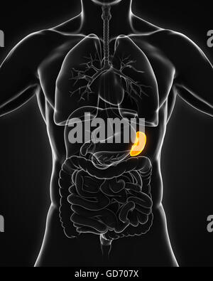 La milza umana anatomia Foto Stock