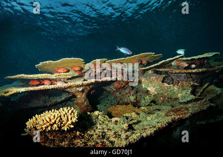 Soldierfish, Myripristis berndti e Longjawed Squirrelfish, Sargocentron spiniferum, nella tabella di corallo, Oceano Indiano, Maldive Foto Stock