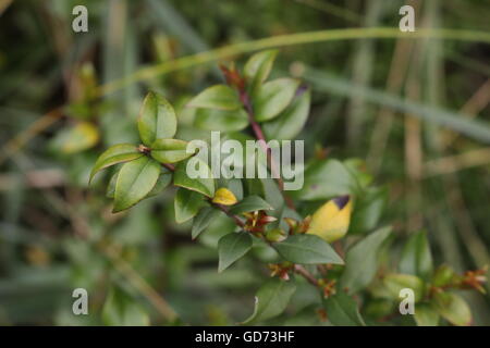 Comune di mirto (Myrtus communis) presente nell'ambiente di macchia mediterranea in Mallorca. Foto Stock