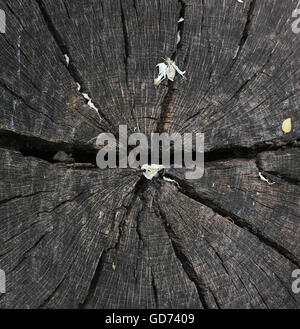 Vecchio albero sullo sfondo Foto Stock