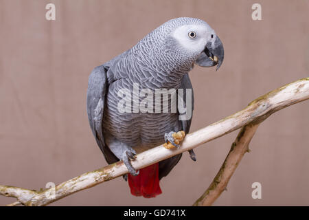 Pappagallo grigio africano di mangiare un dado mentre appollaiato su un bastone di legno. Foto Stock
