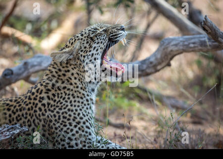 Leopard (Panthera pardus) sbadigli, la bocca aperta, ritratto, Timbavati Game Reserve, Sud Africa e Africa Foto Stock