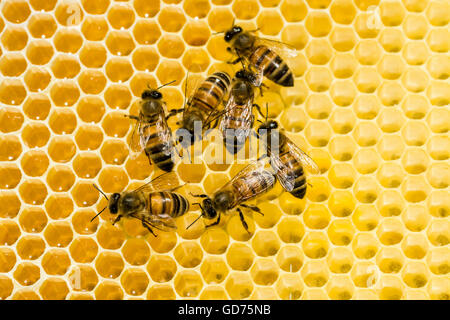 Carniolan miele api (Apis mellifera Carnica) su un favo di miele, in Sassonia, Germania Foto Stock