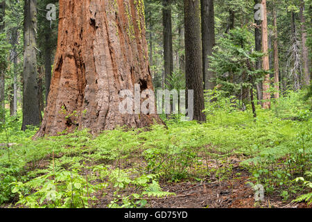 Sequoia grove al Parco Nazionale di Yosemite in California, Stati Uniti d'America, visualizzando una sequoia gigante e altri enti locali di pini e di alberi di pelliccia Foto Stock