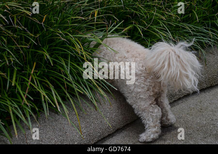 White Poodle / bichon mix, Buddy, investigando shrubbery a Portland, Oregon Foto Stock