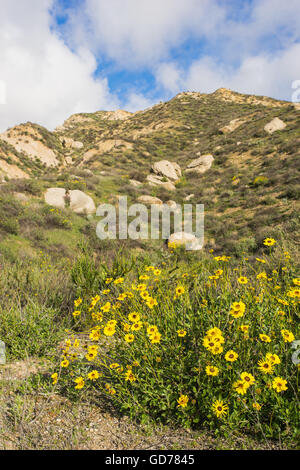 Giallo cresce di fiori selvaggi sul lato della montagna nel sud della California vicino a Los Angeles. Foto Stock