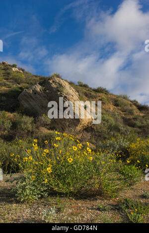 Intrico di giallo daisy fiori selvatici nelle colline della California del sud. Foto Stock