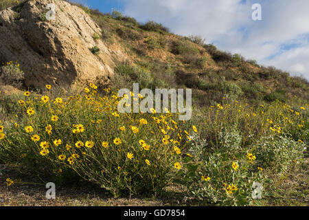 Giallo fiori selvatici nel deserto prato di montagna nel sud della California. Foto Stock