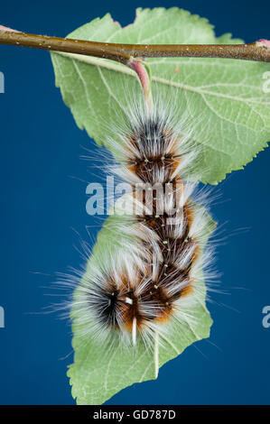Maria Peloso (Anthela varia) caterpillar Foto Stock