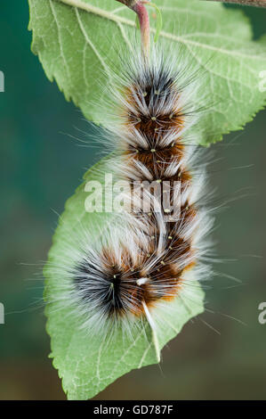 Maria Peloso (Anthela varia) caterpillar Foto Stock