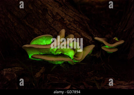 Fungo fantasma incandescente al buio con la bioluminescenza Foto Stock