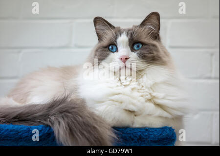 Un avviso adulto Ragdoll aloft sulla cima di una torre Foto Stock