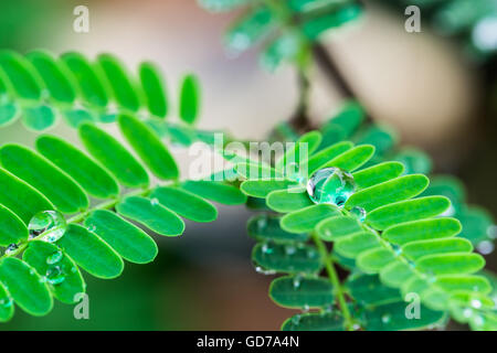 Gocce di acqua aggrappati alle foglie e tamarindo. Foto Stock