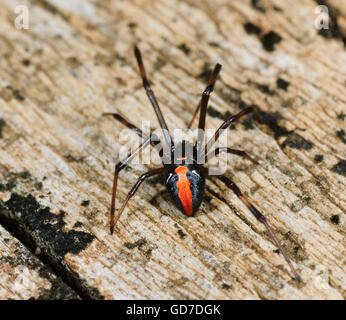 Femmina adulta Redback Spider (Latrodectus hasseltii), Nuovo Galles del Sud, NSW, Australia Foto Stock