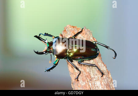 Rainbow Stag Beetle (Phalacrognathus muelleri), forma di smeraldo, Queensland, QLD, Australia Foto Stock