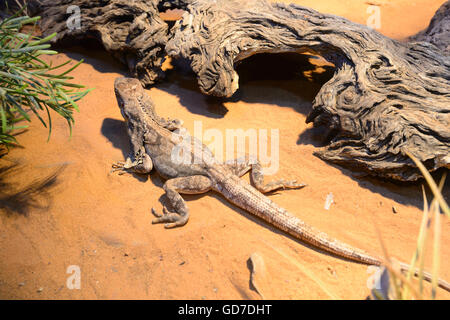 Frilled-collo Lizard (Chlamydosaurus kingii), Australia Foto Stock