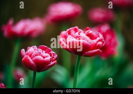 Tulipani rosa fiori nel giardino di primavera letto floreale. Foto Stock