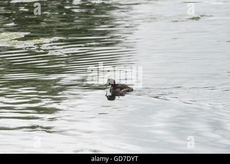 Un Tuffetto con un piccolo pesce per la sua pulcino Foto Stock