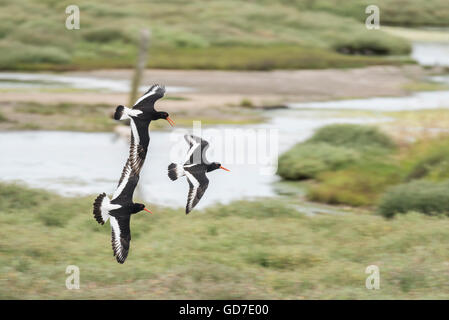 Tre (Oystercatchers Haematopus ostralegus) battenti e tubazioni - una forma di visualizzazione territoriale Foto Stock