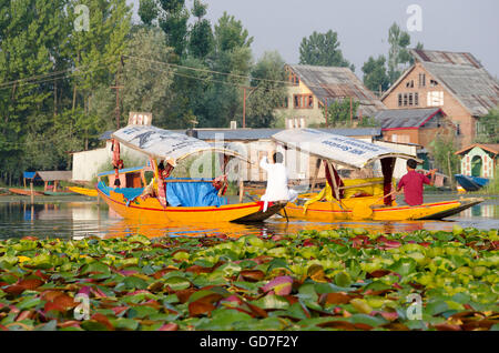 Shikara, barca a remi su dal lago, Srinagar, India, Foto Stock