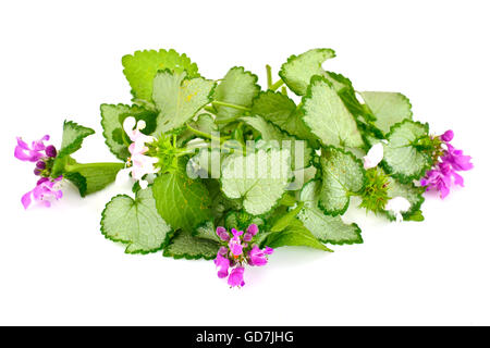 Fiore Groundcover isolati su sfondo bianco Foto Stock