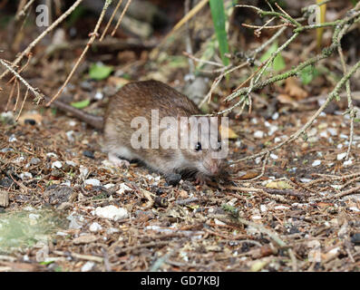 Close up di un selvaggio ratto marrone Foto Stock