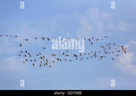 Stormo di fenicotteri rosa battenti, da "Delta del Po', Italia. Panorama della natura Foto Stock