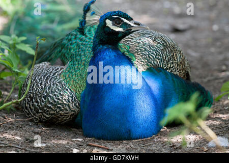 Blue peacock sedersi per terra al sole Foto Stock